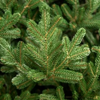 Coronita de Craciun Viena Verde 75 cm 2
